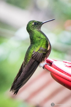 Hummingbird, Vallee de Cocora, Colombia