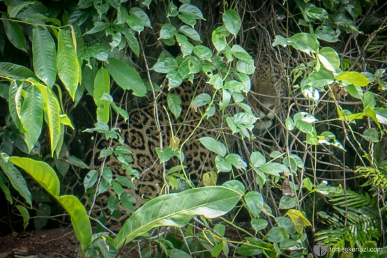Rare jaguar spotted in Tortuguero National Park, Costa Rica