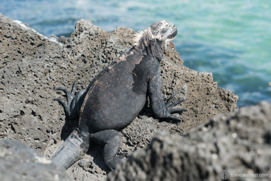 Iguana, Galapagos