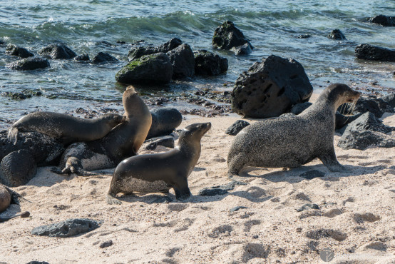 Loads of Sea Lions everywhere, Galapagos