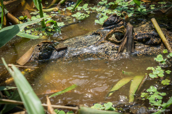 Caiman at one arm's length of our boat, pampas of Rurrenabaque, Bolivia