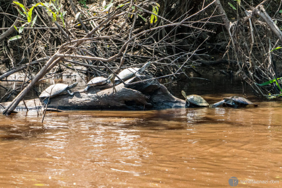 Turtle family, pampas of Rurrenabaque, Bolivia