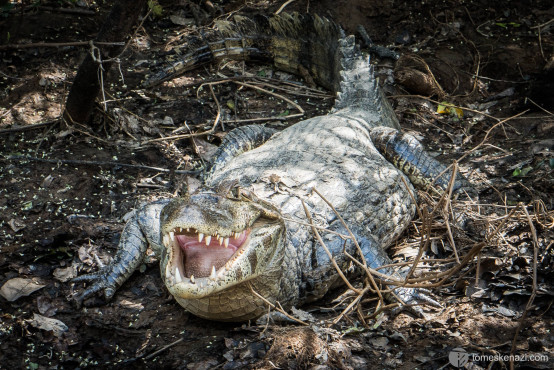Caiman resting on the banks of the river, pampas of Rurrenabaque, Bolivia