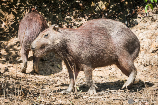 Capybara, on the banks of the river, pampas of Rurrenabaque, Bolivia