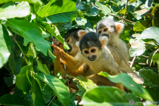 Capuchin Monkeys, Pampas of Rurrenabaque, Bolivia