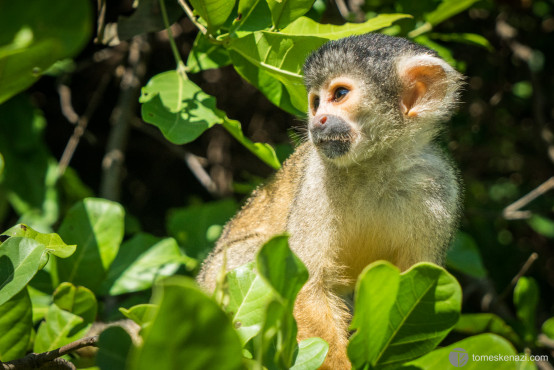 Capuchin Monkey, Pampas of Rurrenabaque, Bolivia