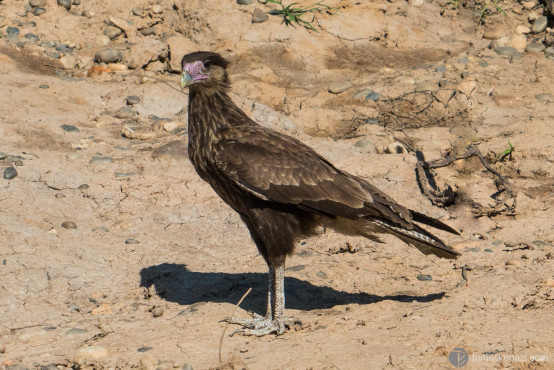 Vulture (sort of), Pampas of Rurrenabaque, Bolivia