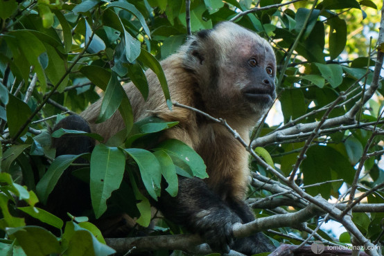 Howler Monkey, Pampas of Rurrenabaque, Bolivia