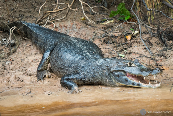 Caiman ready to dive, Pampas of Rurrenabaque, Bolivia