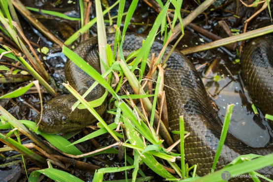 3m Anaconda spotted in the swamps of the  pampas of Rurrenabaque, Bolivia