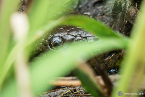 3m Anaconda spotted in the swamps of the pampas of Rurrenabaque, Bolivia