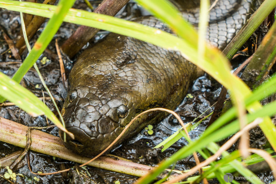 3m Anaconda spotted in the swamps of the  pampas of Rurrenabaque, Bolivia