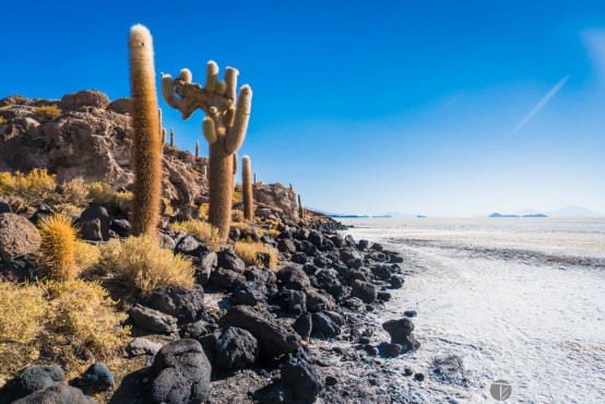 Cactus island, in the middle of the salt flats, Uyuni, Bolivia
