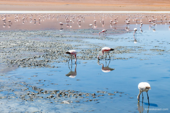 Flamingos, so many on these lagunas, near Chile border, Bolivia