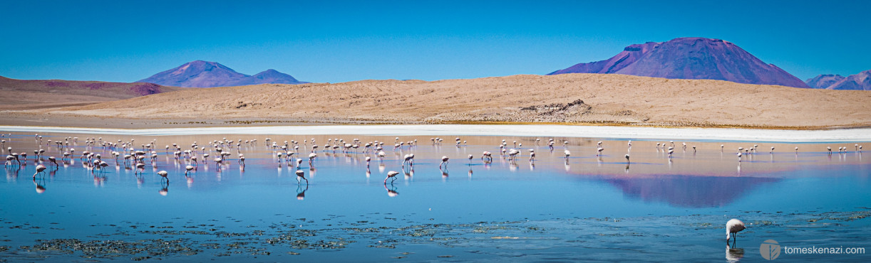 Flamingo landscape on lagunas, Bolivia