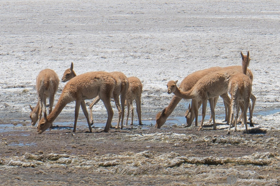near Chile border, Bolivia