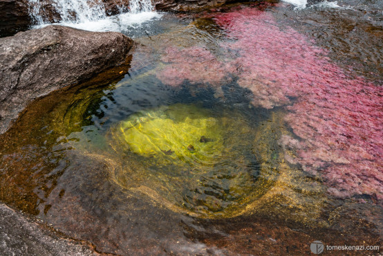 Cano Cristales, multi-colored river, Colombia.