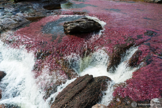 Cano Cristales, Colombia