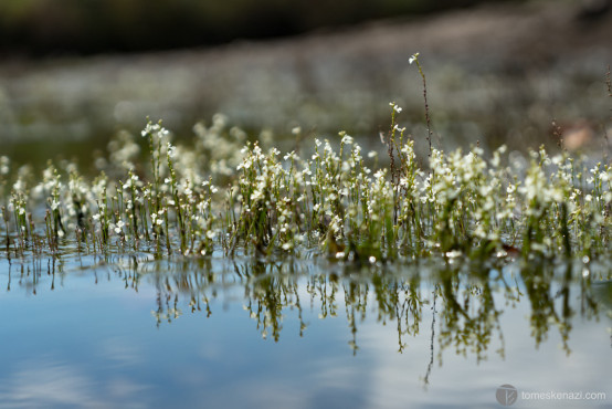 Water Plants near La Macarena, Colombia