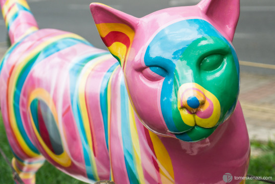 El Gato Del Rio, Cali, Colombia