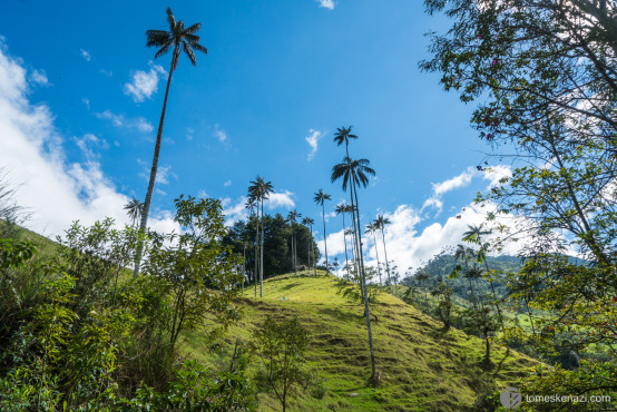 Valle de Cocora, Colombia