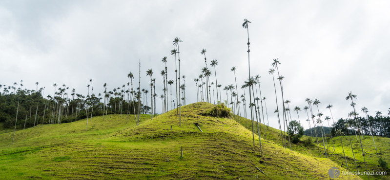 Valle de Cocora, Colombia