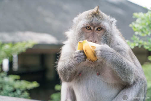 Cute Monkey, Uluwatu Temple, Bali