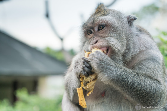 The Real Face Of A Monkey, Uluwatu Temple, Bali