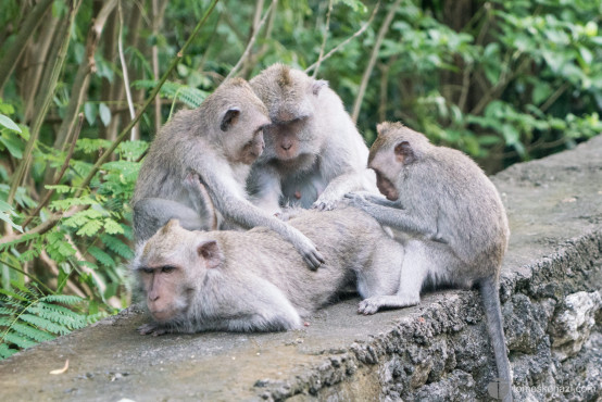 Monkeys in the Monkey Forest, Ubud, Bali, Indonesia