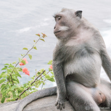 Monkey Romance, Uluwatu Temple, Bali, Indonesia