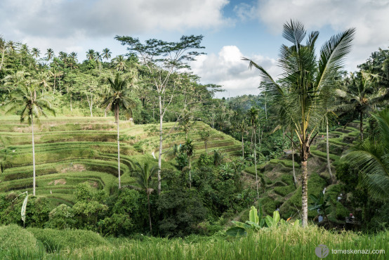 Tegallalang Rice Terraces, near Ubud, Bali, Indonesia