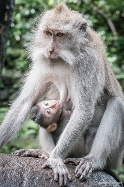 Monkeys in the Monkey Forest, Ubud, Bali, Indonesia