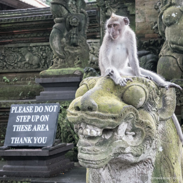 Law-abiding Monkey in the Monkey Forest, Ubud, Bali, Indonesia