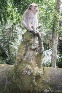 Monkey in the Monkey Forest, Ubud, Bali, Indonesia