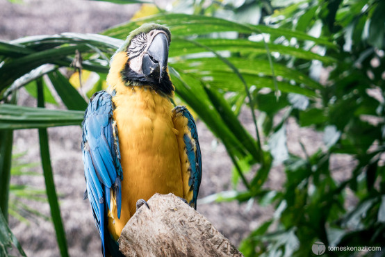 Colorful Parrot, Ubud, Indonesia