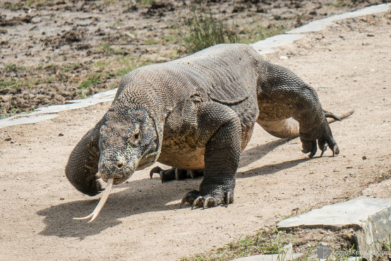 Komodo Dragon, Rinca island, Flores, Indonesia