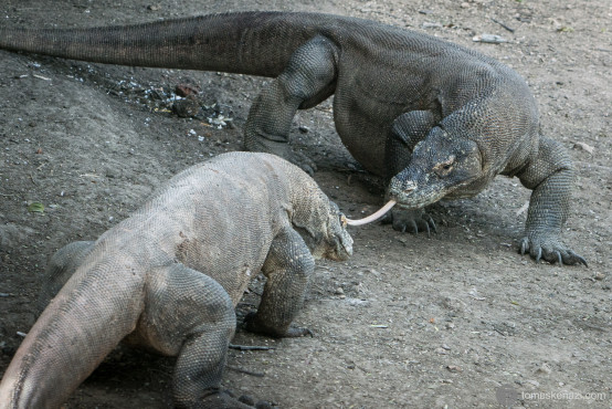 Komodo Dragons, Rinca island, Flores, Indonesia