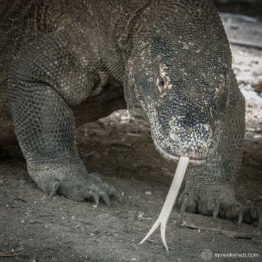 Komodo Dragon, Rinca island, Flores, Indonesia