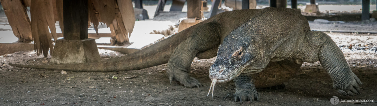 Komodo Dragon, Rinca island, Flores, Indonesia