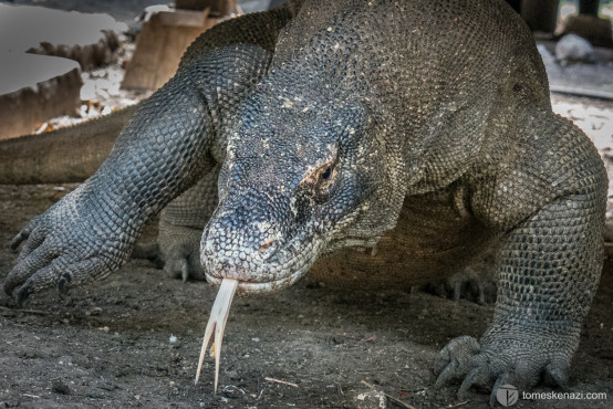 Komodo Dragon, Rinca island, Flores, Indonesia