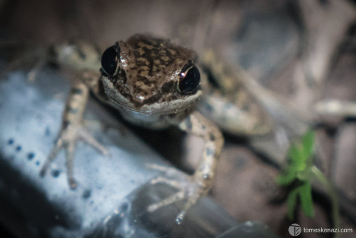 Little Visitor at night, Jungle Camp, Luang Namtha, Laos