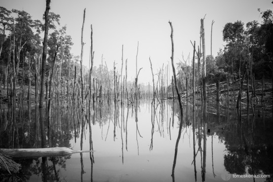 Dead forest in water, Thakek area, Laos