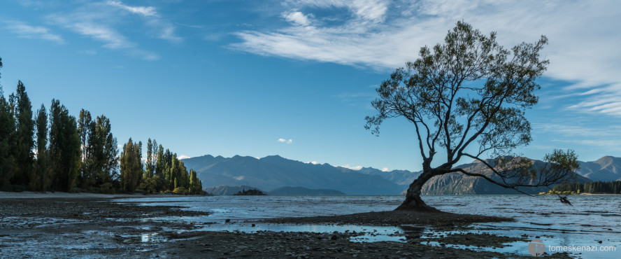 That Wanaka Tree, New Zealand