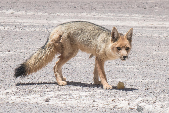 Random fox in the wild on our way back to Uyuni, Bolivia