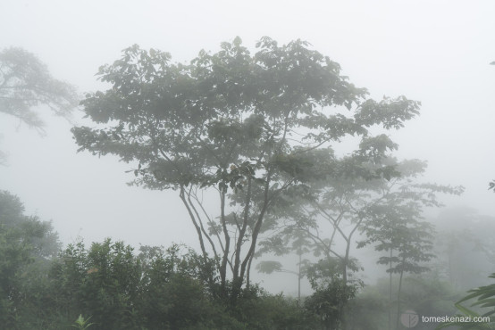 Cloud Forest, Hike to Cerro Chato, La Fortuna area, Costa Rica