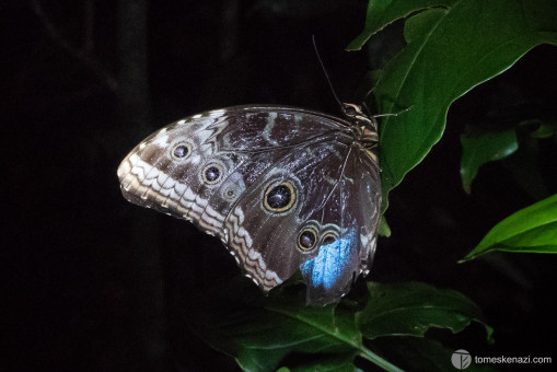 Wildlife in Monteverde, Costa Rica