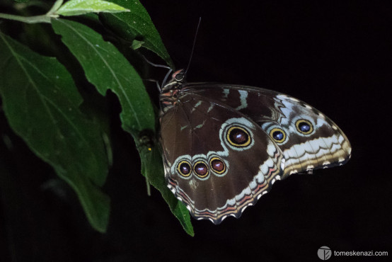 Wildlife in Monteverde, Costa Rica