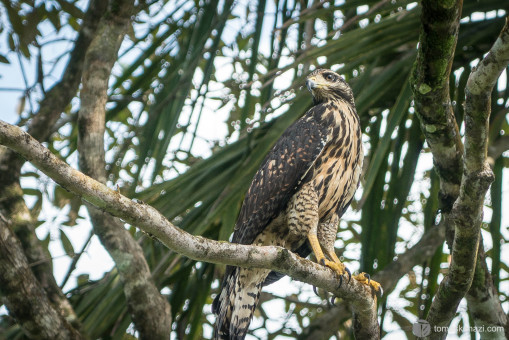 Wildlife in Tortuguero National Park, Costa Rica