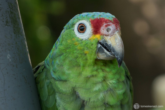 Parrot, Cahuita, Costa Rica