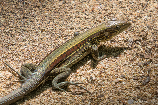 Lizzard of some sort, Cahuita National Park, Costa Rica